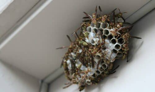 Comment détruire un nid de guêpes ?